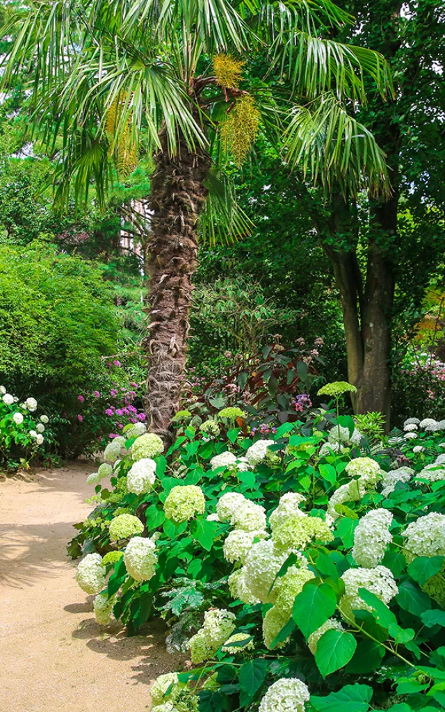 Jardin des Agapanthe