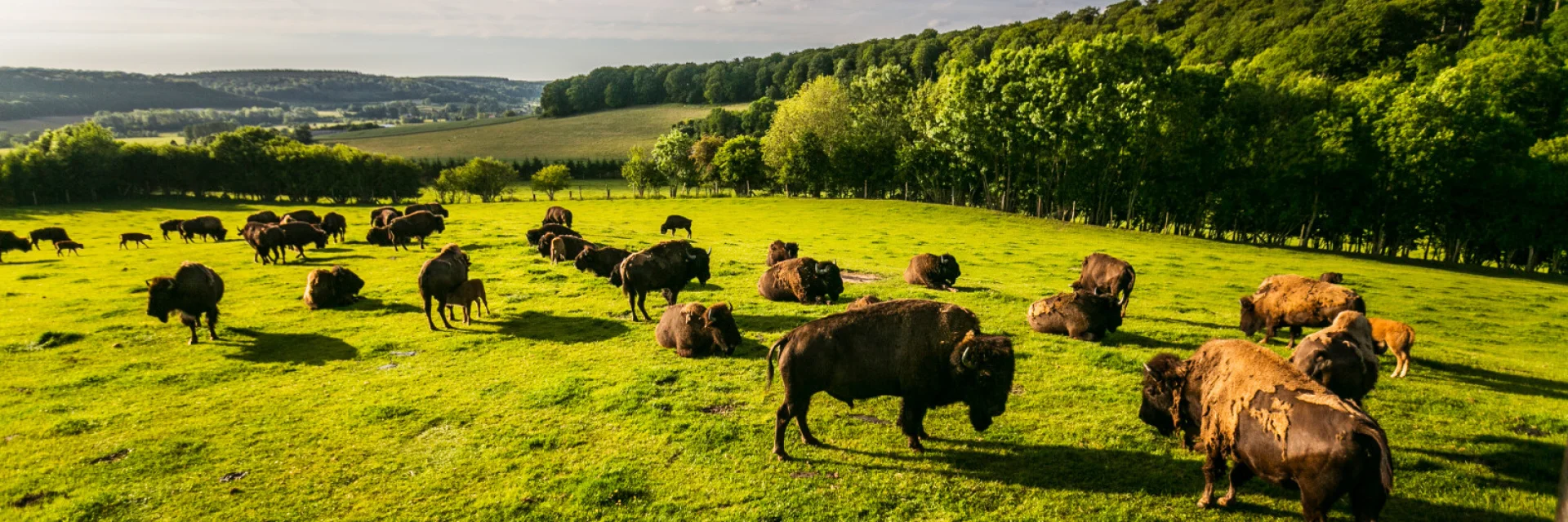 Muchedent Reve De Bisons