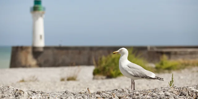 Saint Valery En Caux Phare 3 2017sma H.zangl