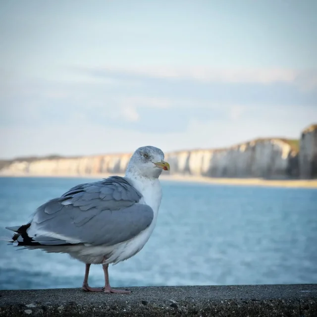 Instagram #lanormandieimpressionnante