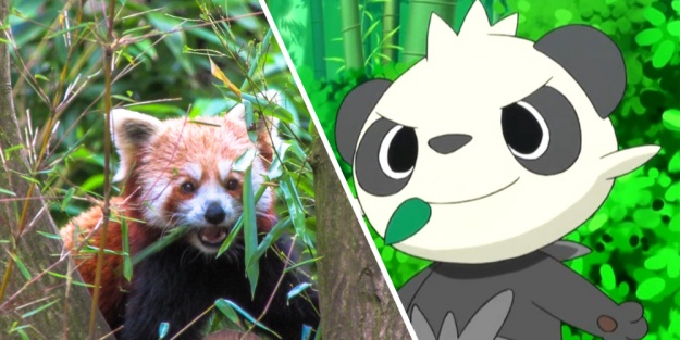 Panda Roux - Pokemon Go